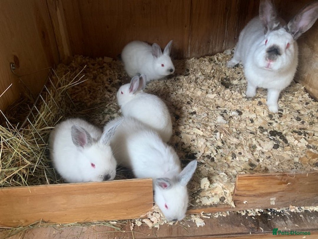 Californian rabbits for sale: Pure Californians Kits - Image 1