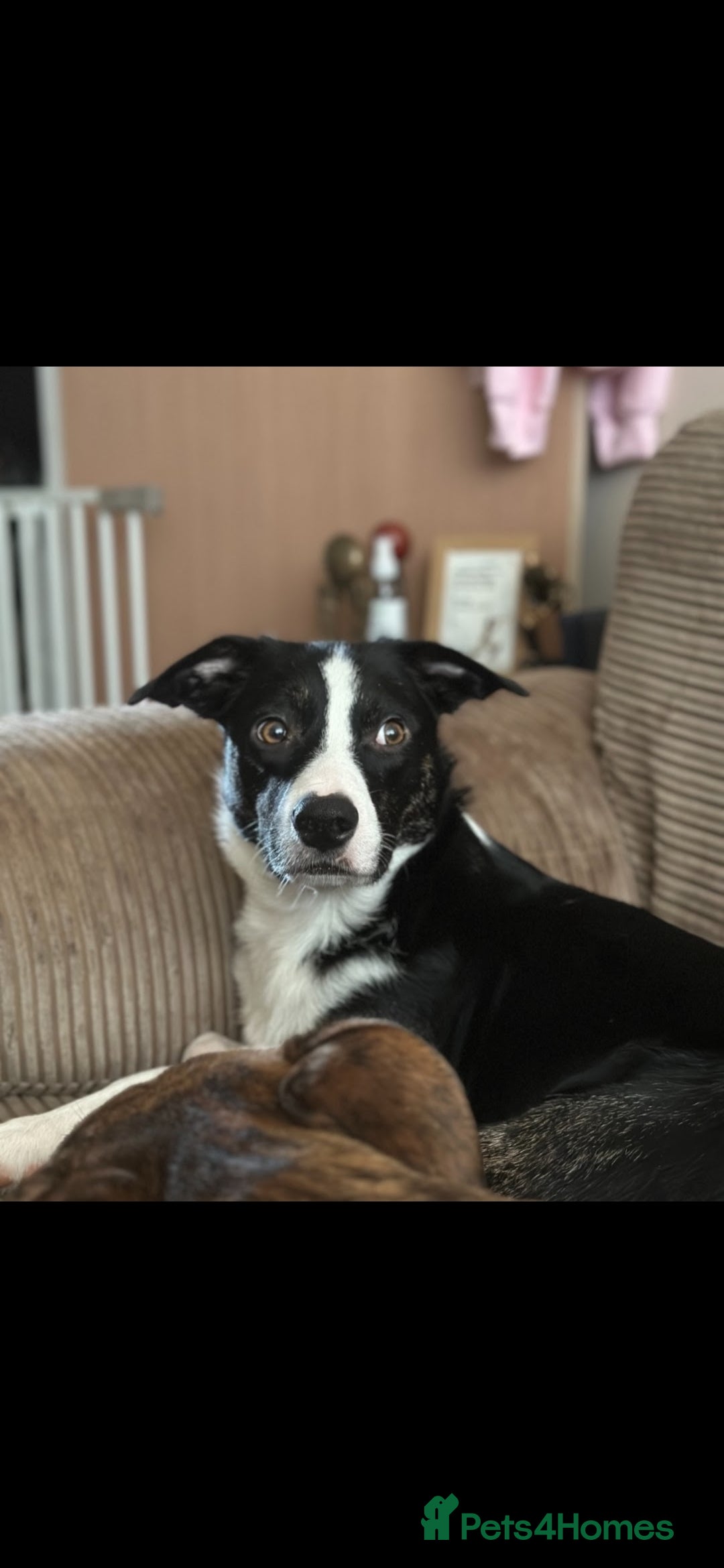 Mixed Breed dogs for sale: 🐾Border Collie x Blue Heeler/Ridgeback Pups🐾 - Advert 9