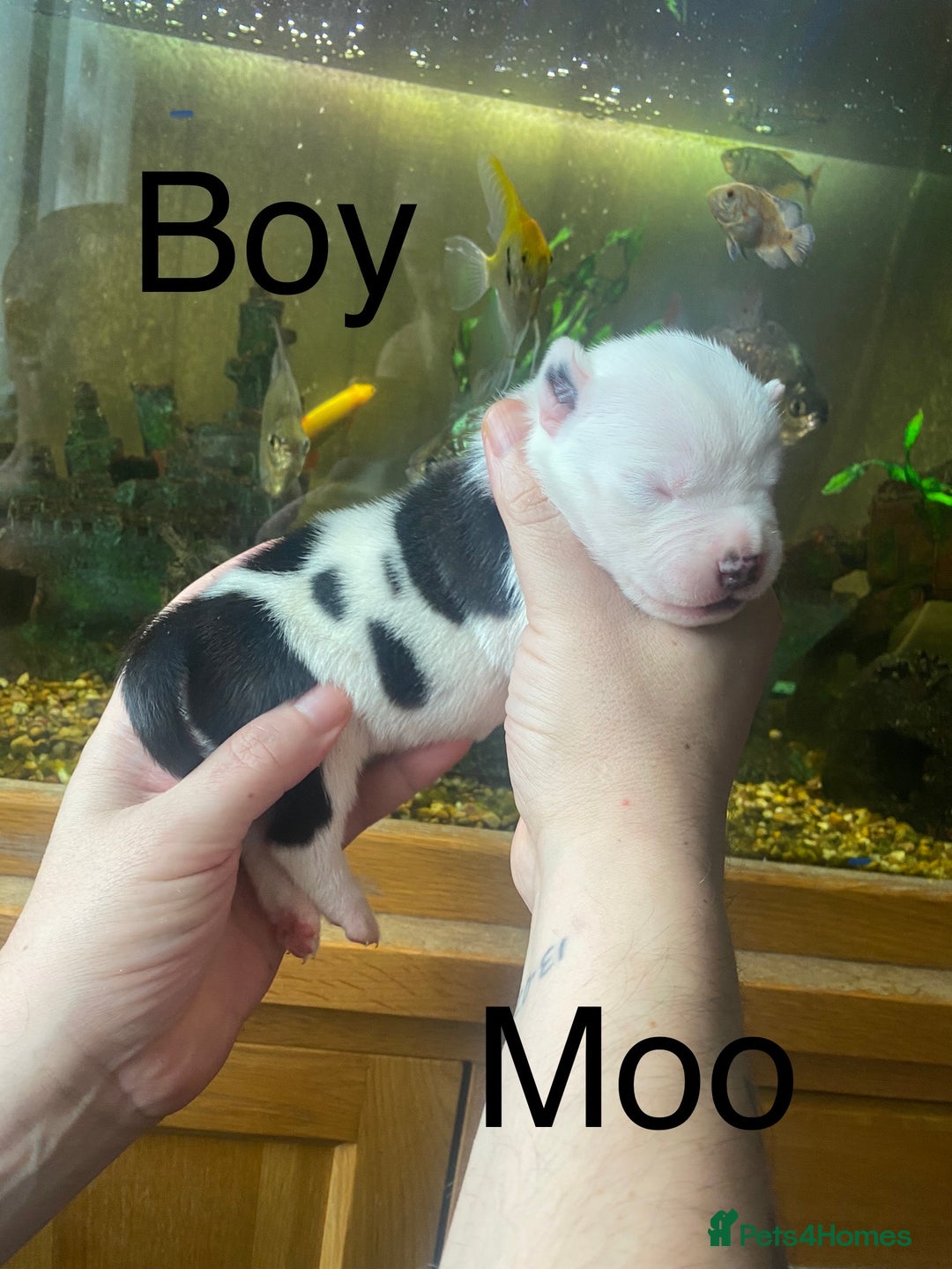 Staffordshire Bull Terrier dogs for sale: Beautiful litter of 10  - Advert 2