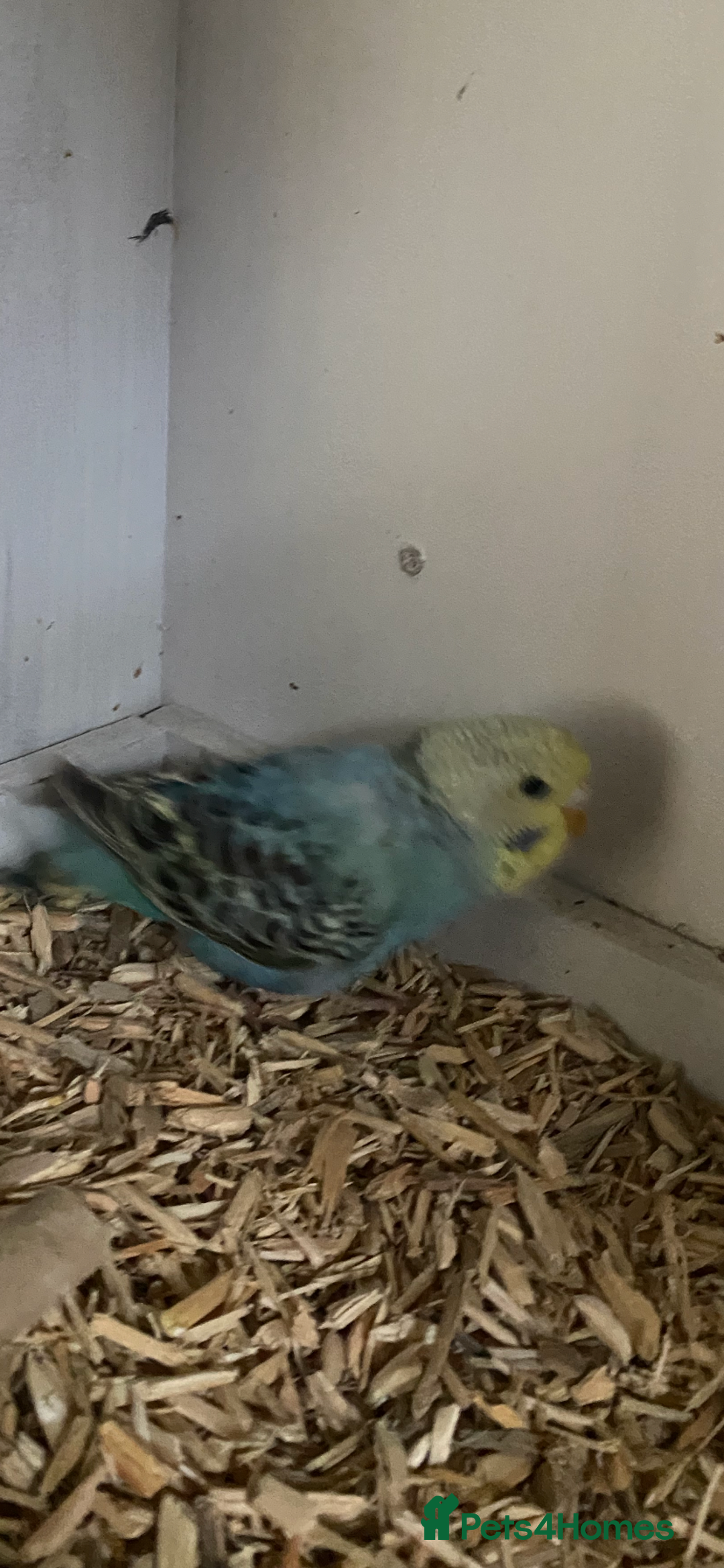 Budgerigars birds for sale: Young budgies available  - Advert 3