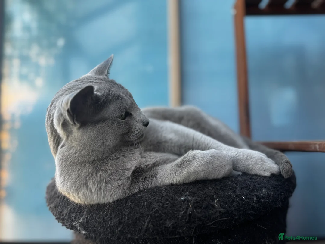 Russian Blue cats for sale: **🐾 Retired Mother Seeking a Loving Home 🐾** - Advert 5