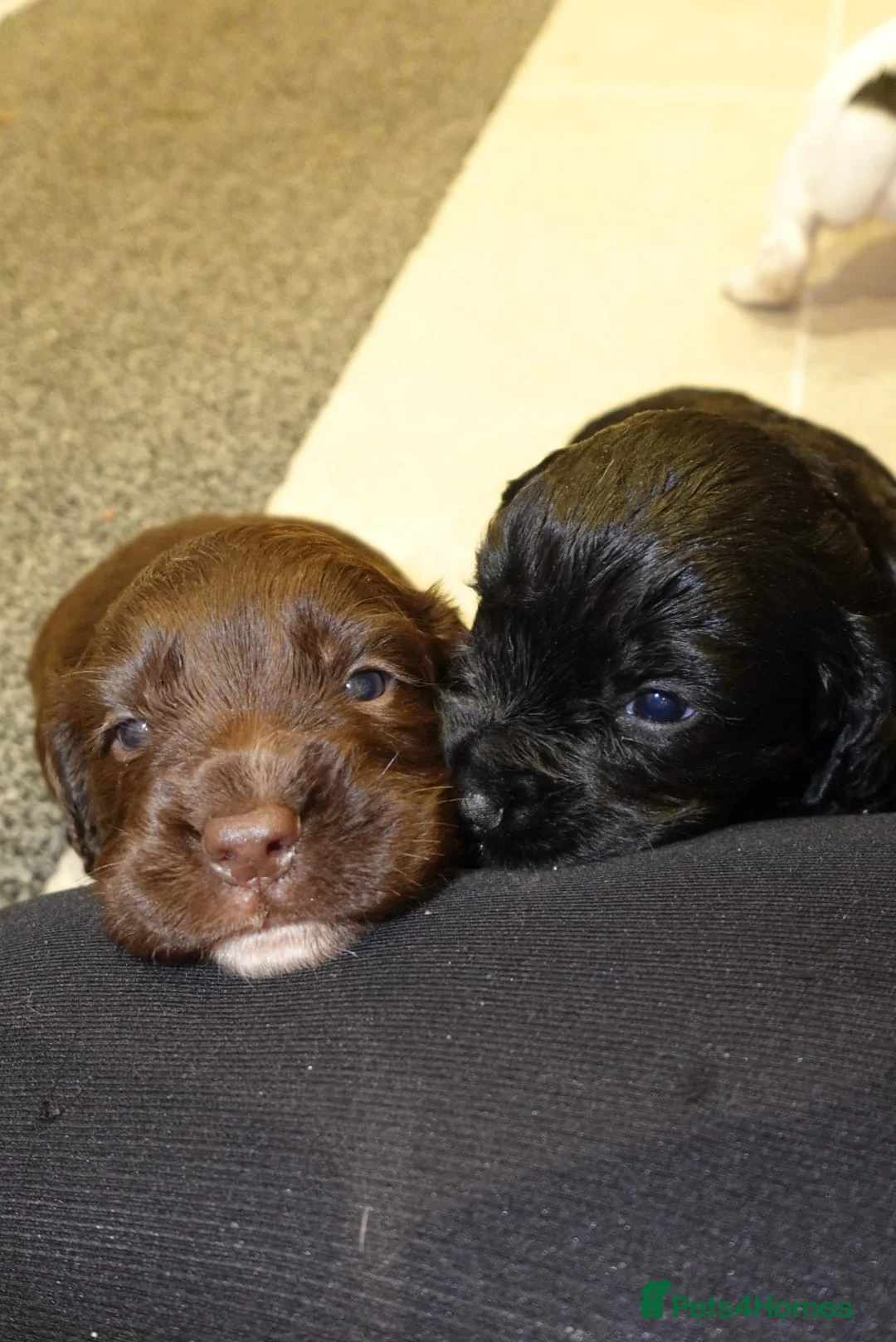 Cocker Spaniel dogs for sale: Working cocker spaniel pups for sale  in Billingham - Advert 1