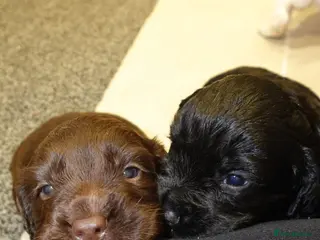 Cocker Spaniel dogs Working cocker spaniel pups for sale in Billingham - Advert 13