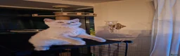 British Shorthair cats for sale: British Shorthairs 2 boys 1 girl - Advert 2
