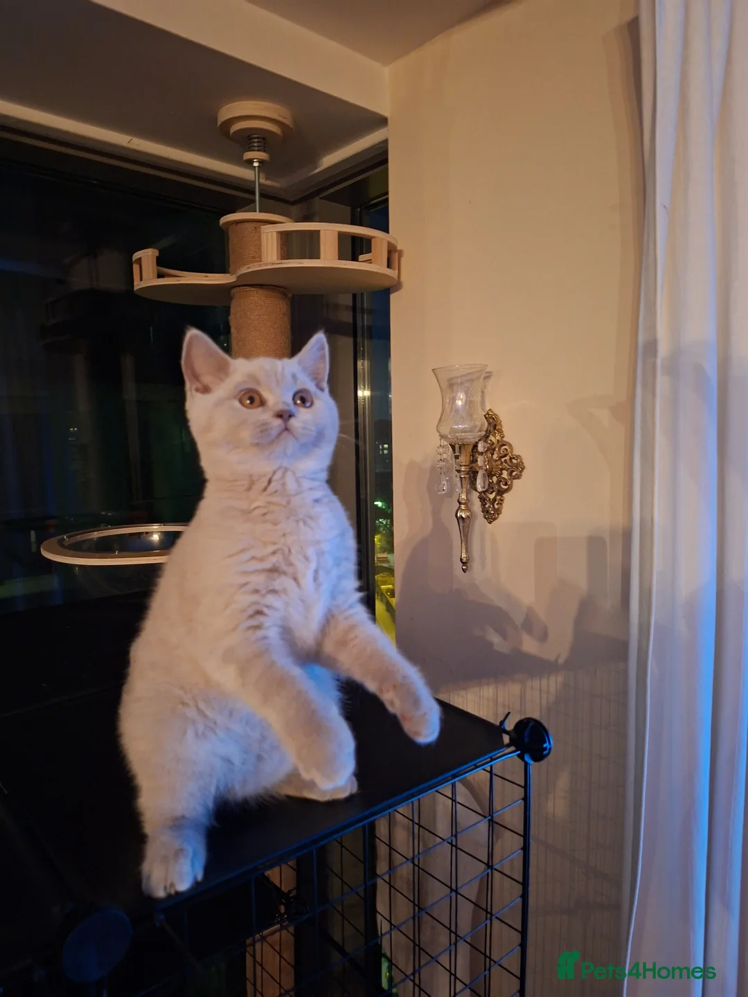 British Shorthair cats for sale: British Shorthairs 2 boys 1 girl - Advert 2