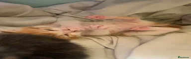 Nacho Cheese
