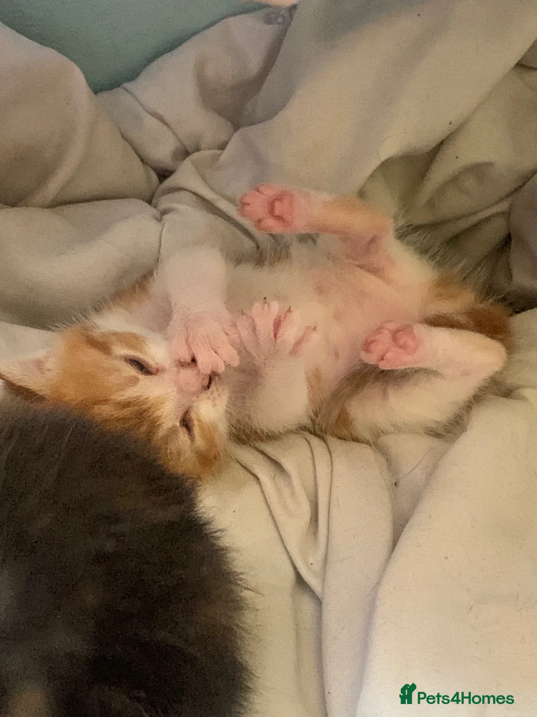 Mixed Breed cats for sale: Ginger and white male kitten for sale - Advert 1