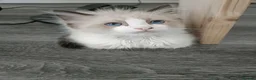 Ragdoll cats for sale: Just one girl left🐾 - Advert 11