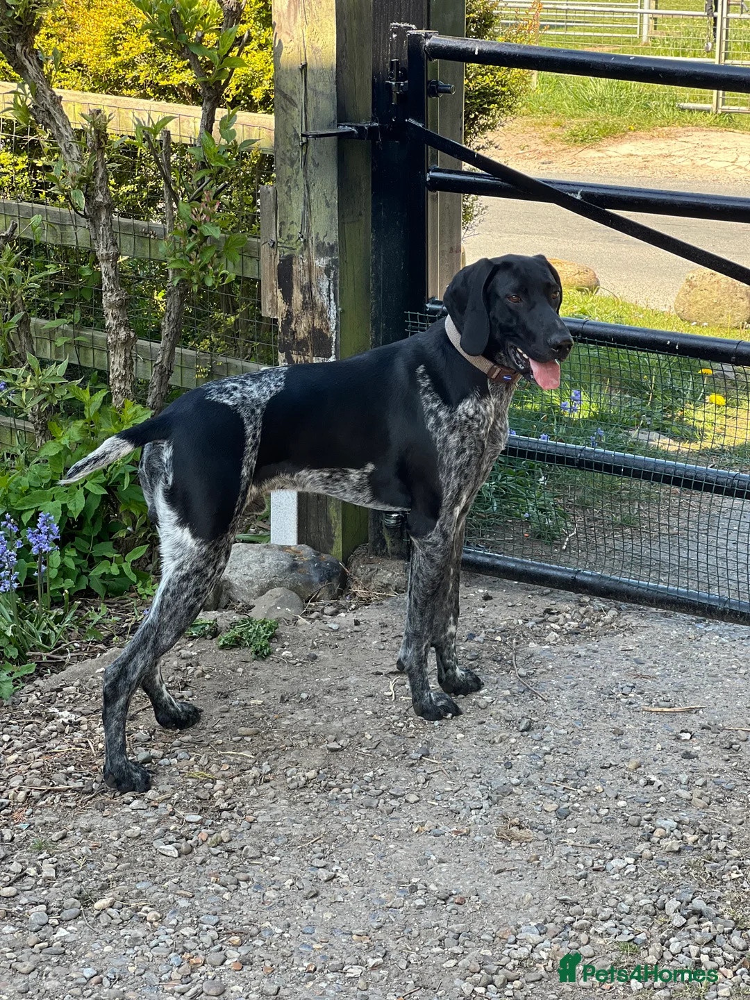German Shorthaired Pointer dogs for stud: KC Reg German Shorthair Pointer for Stud in Bridlington - Advert 3