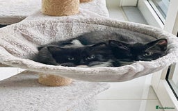 Mixed Breed cats for sale: Bengal x Ragdoll x Tabby kittens ready to go💕 - Image 6