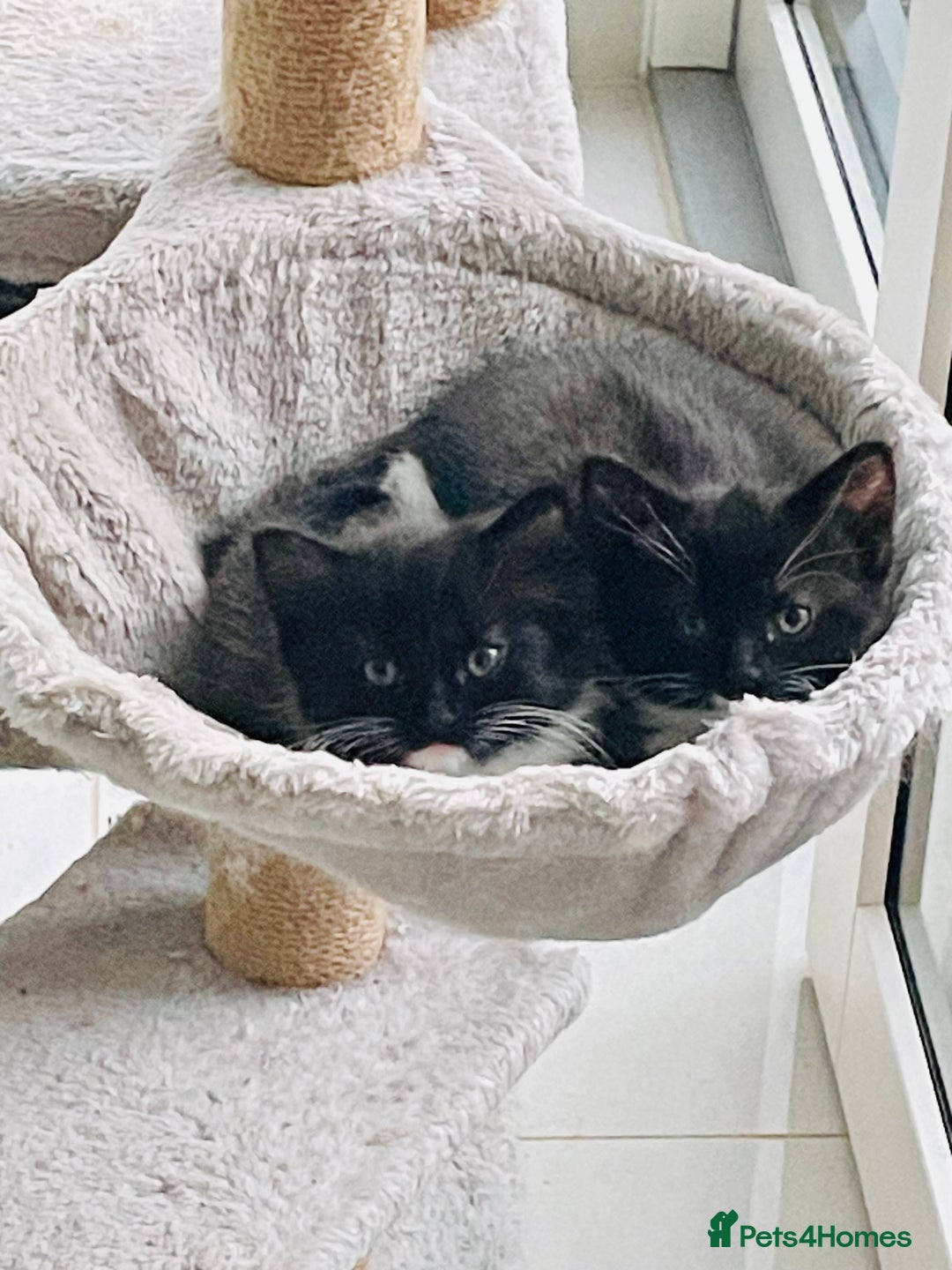 Mixed Breed cats for sale: Bengal x Ragdoll x Tabby kittens ready to go💕 - Image 6