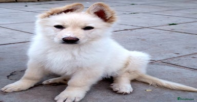 German Shepherd dogs Stunning White German Shepherds   - Advert 16