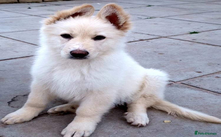 German Shepherd dogs Stunning White German Shepherds   - Advert 14