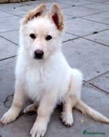 German Shepherd dogs Stunning White German Shepherds - Advert 5