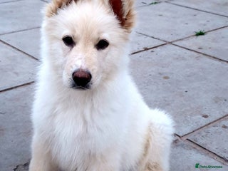 German Shepherd dogs Stunning White German Shepherds - Advert 18