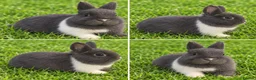 Netherland Dwarf rabbits for sale: Blue split Netherland Dwarf Doe - Advert 1