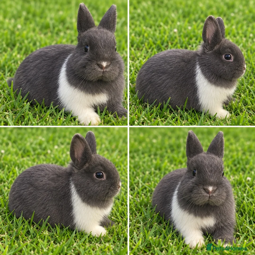Netherland Dwarf rabbits for sale: Blue split Netherland Dwarf Doe - Advert 1