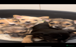 Mixed Breed dogs for sale: Jack Russell cross French bulldog pups ready now  - Advert 5