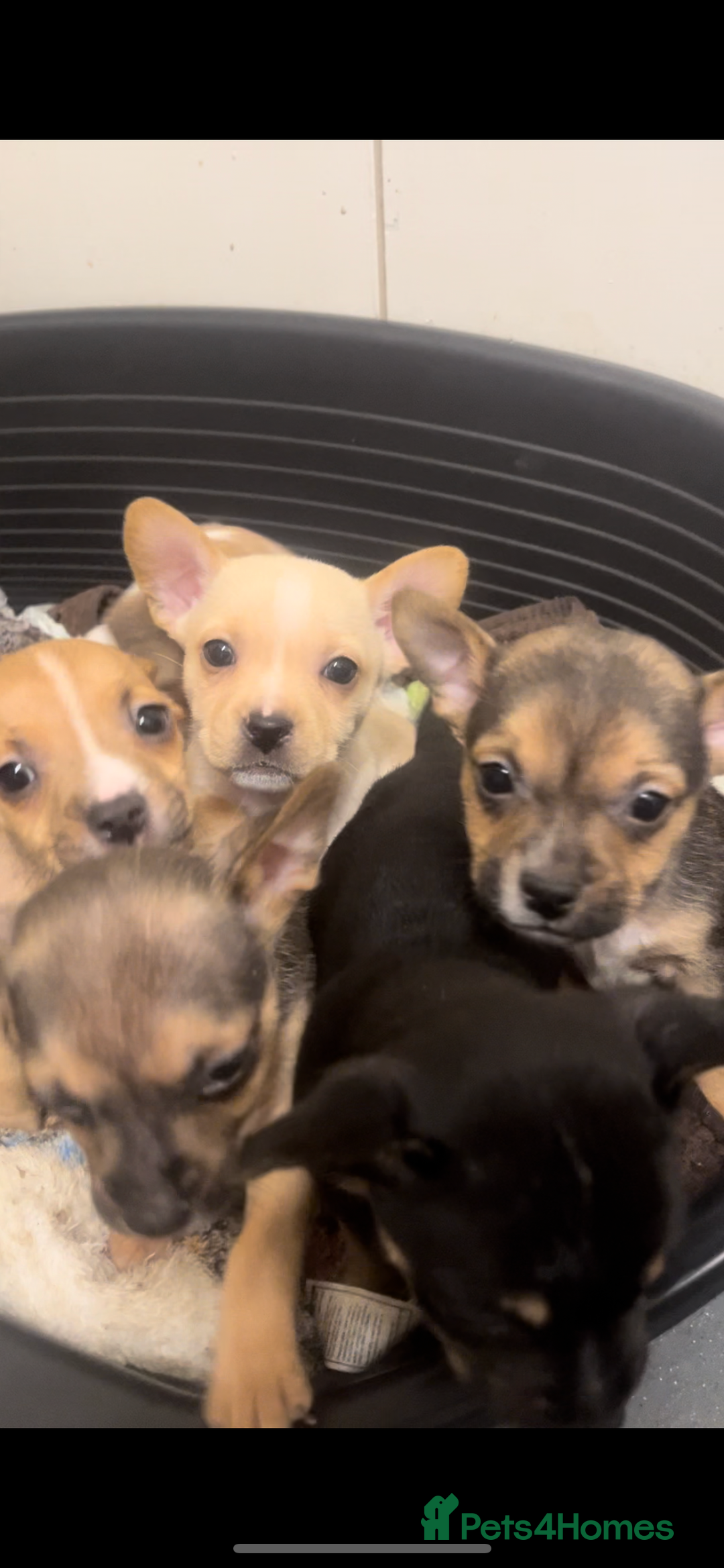 Mixed Breed dogs for sale: Jack Russell cross French bulldog pups ready now  - Advert 5