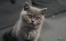 British Shorthair cats for sale: LAST BRITISH SHORTHAIR BLUE - GCCF REGISTERED  - Image 8