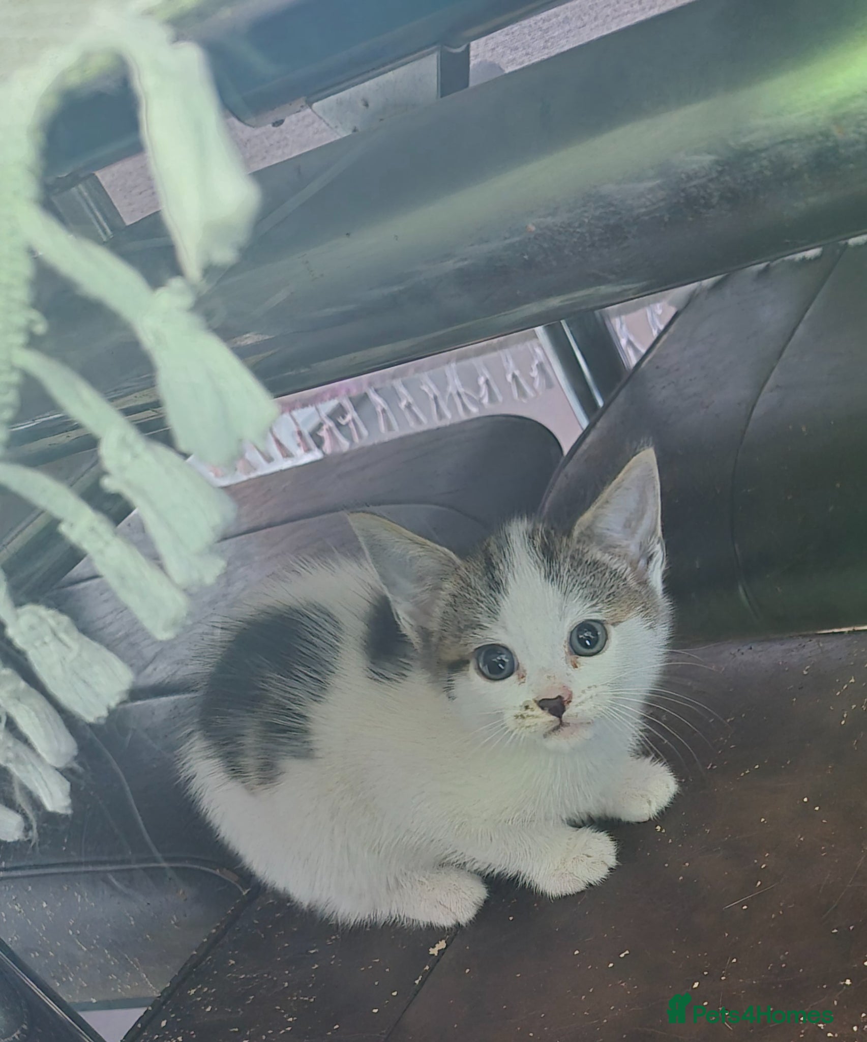 Mixed Breed cats Kittens ready for new homes - Advert 18
