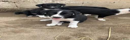 Smooth Collie dogs for sale: Male Collie Pup - Advert 6