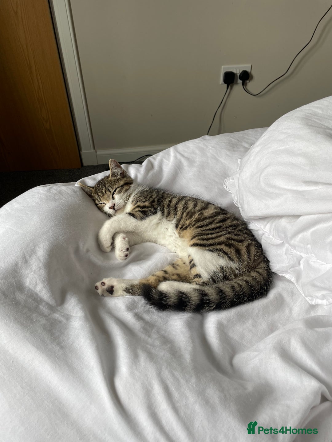 Mixed Breed cats for sale: Female kitten - Image 3