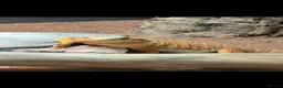 Bearded Dragon reptiles for sale: Bearded Dragon AND FULL SETUP - Advert 1