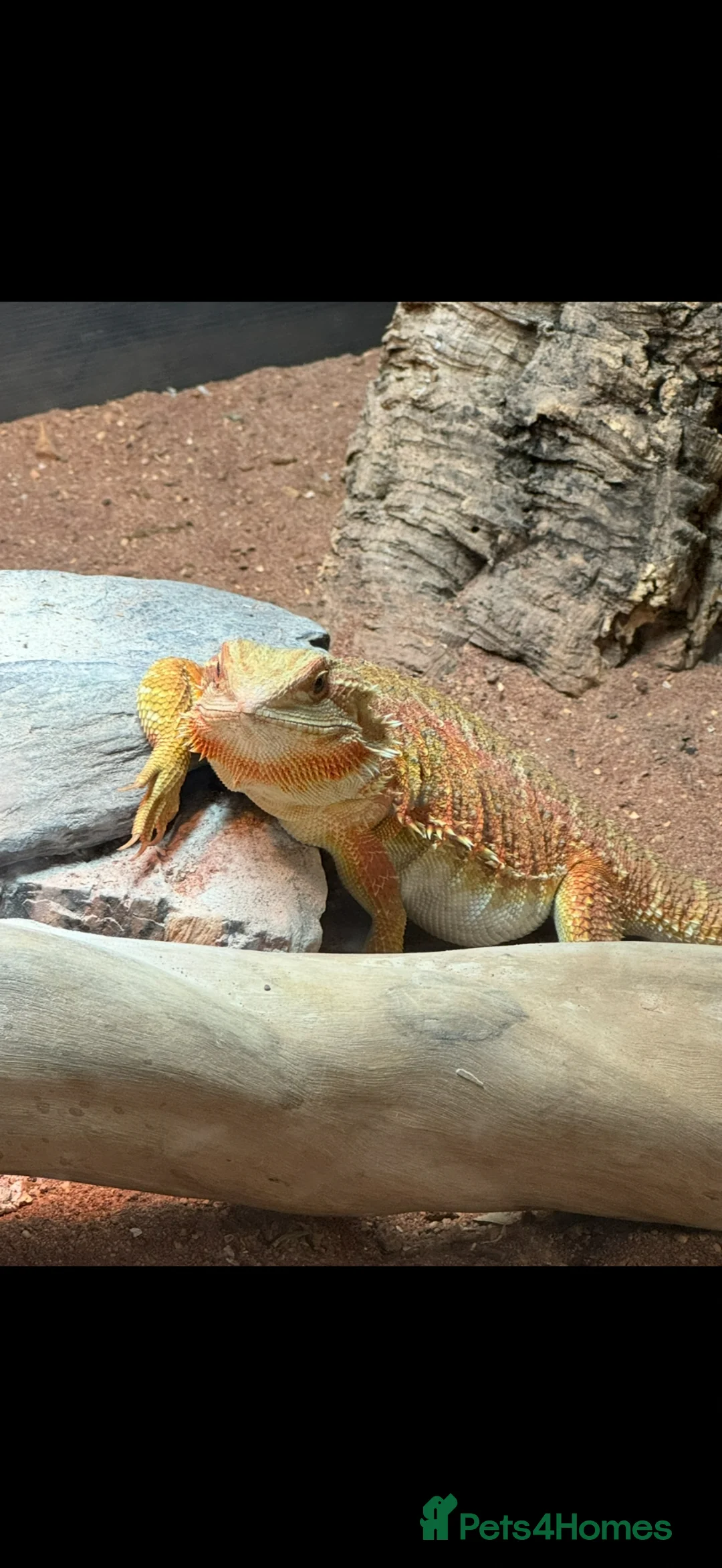 Bearded Dragon reptiles for sale: Bearded Dragon AND FULL SETUP - Advert 1