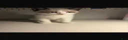 Mixed Breed cats for sale: Mixed breed - Advert 13