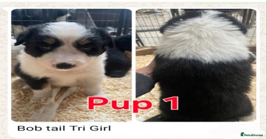 Border Collie dogs BORDER COLLIE PUPS - Advert 4