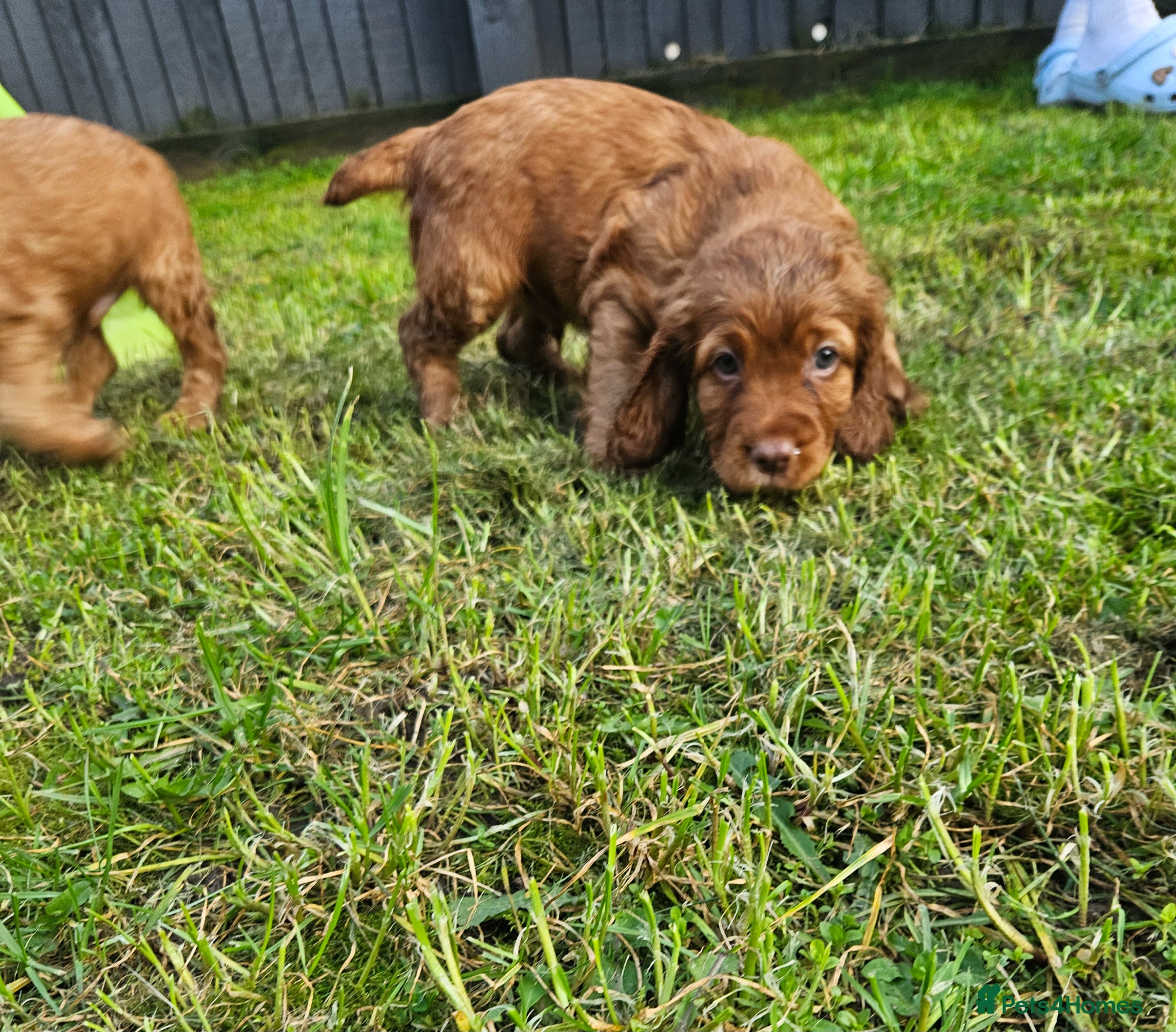 Cocker Spaniel dogs Stunning KC working cocker spaniel puppies - Advert 1
