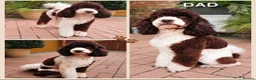 Sproodle dogs for sale: Springer Spaniel Miniature Poodle Sproodle Puppies - Advert 5