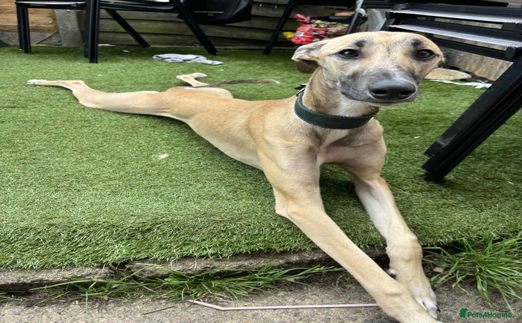 Lurcher dogs - Advert 4