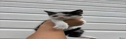 Mixed Breed cats for sale: Beautiful kittens in Pershore - Advert 5