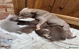 Chihuahua dogs for sale: KC Reg lilac and chocolates puppies READY NOW - Image 6