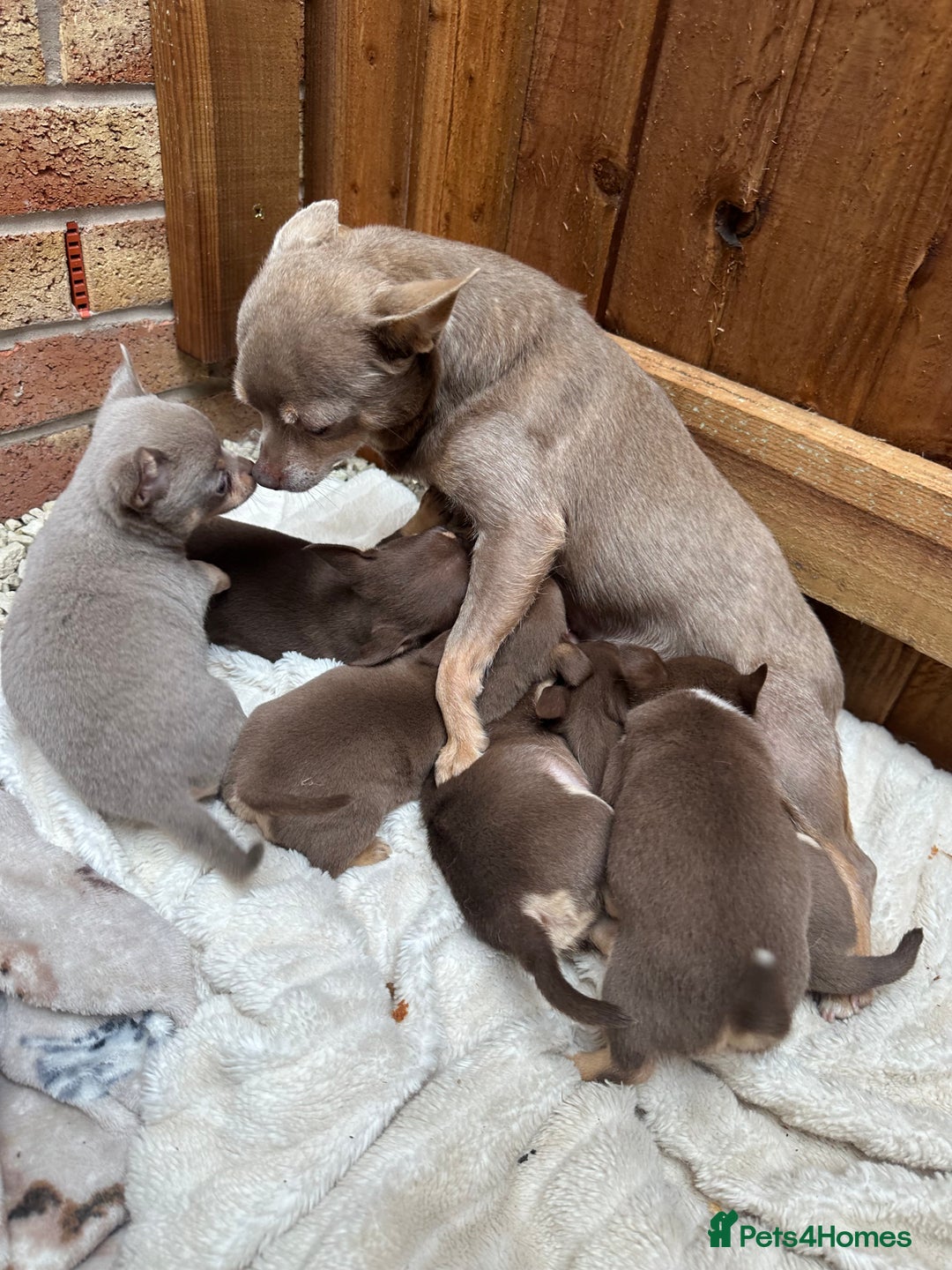 Chihuahua dogs for sale: KC Reg lilac and chocolates puppies READY NOW - Image 6