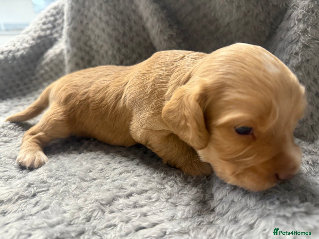 Cocker Spaniel dogs for sale: Last pup Working Cocker Spaniel Puppies! 🐶 in Chatteris - Image 23