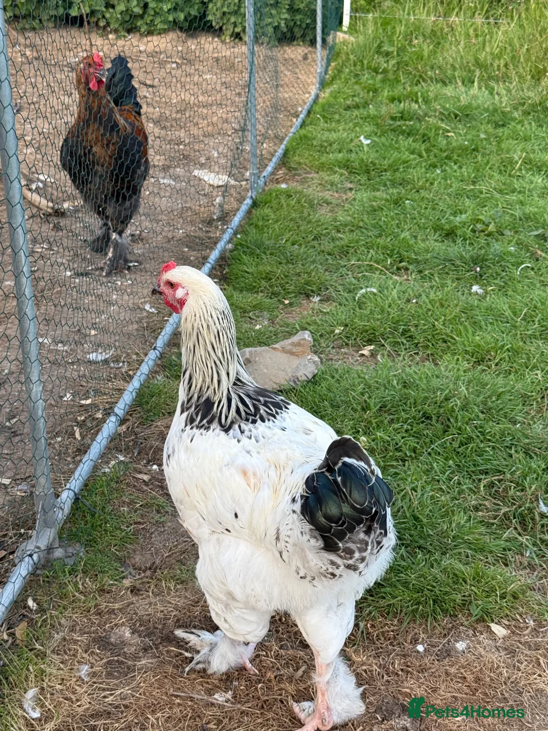 Mixed Breed poultry for sale: 2 cockrals available £20 each  - Advert 6