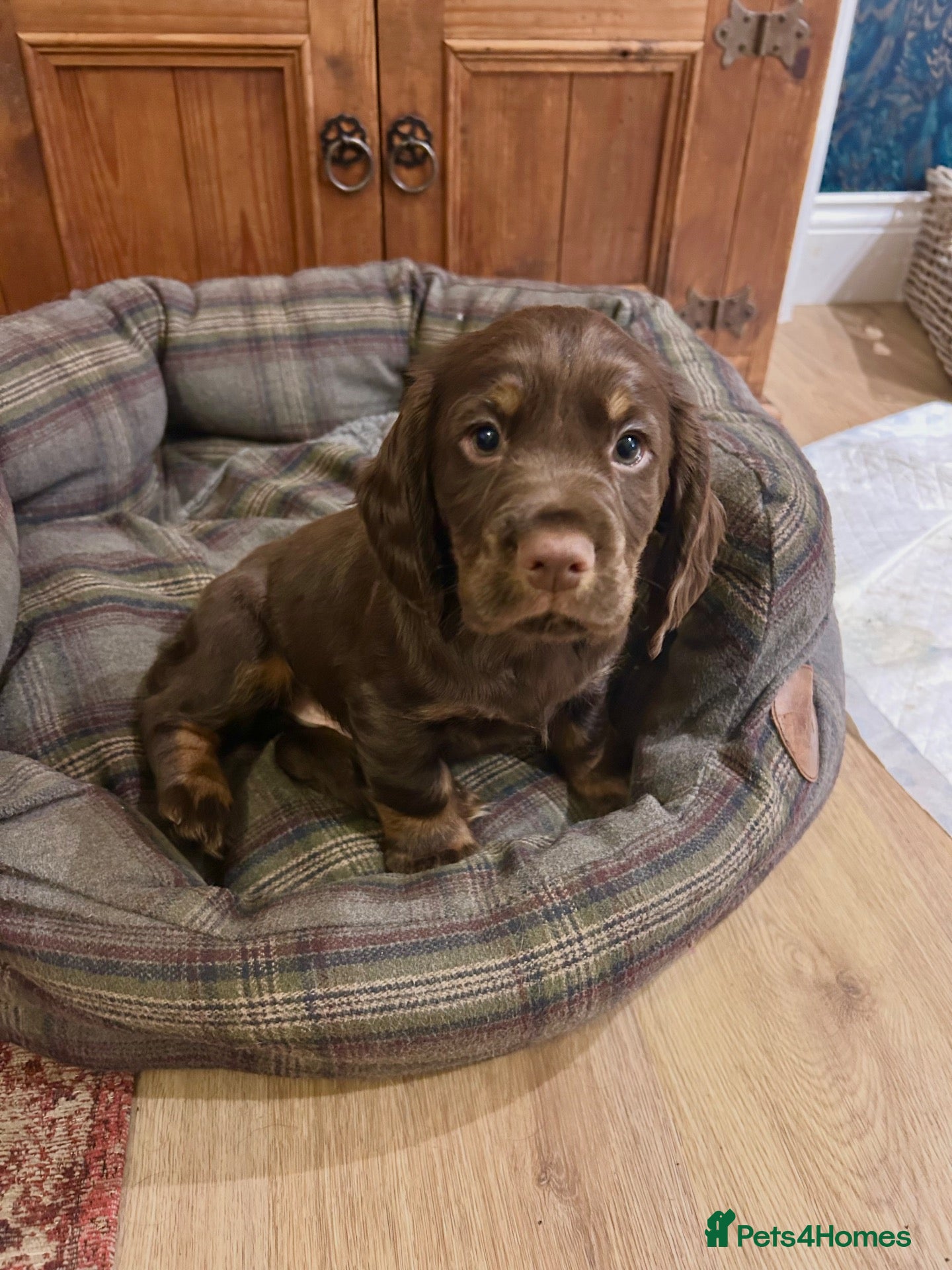 Cocker Spaniel dogs for sale: Chocolate and Tan cocker spaniel dog pup  - Advert 1