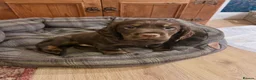 Cocker Spaniel dogs for sale: Chocolate and Tan cocker spaniel dog pup  - Advert 1