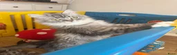 Persian cats for sale: Doll face Persian x Mainecoon gorgeous kittens  - Advert 17