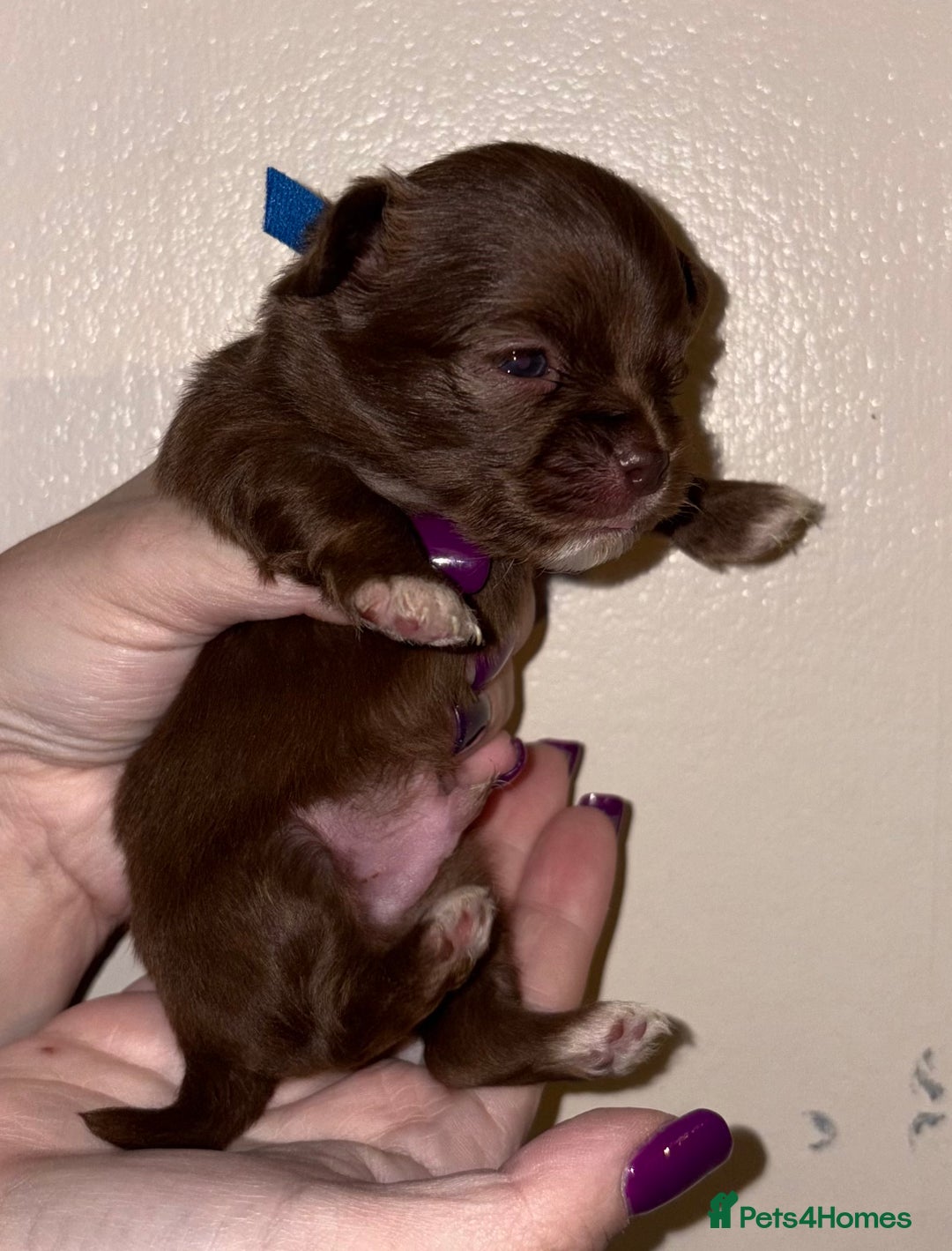 Chihuahua dogs for sale: Beautiful baby chihuahua pups - Image 3