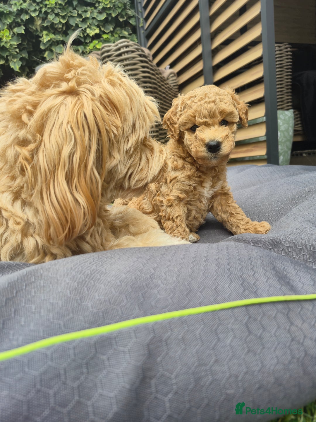 Mixed Breed dogs for sale: ❤️ STUNNING WESTIEPOO PUPS ❤️ - Image 16