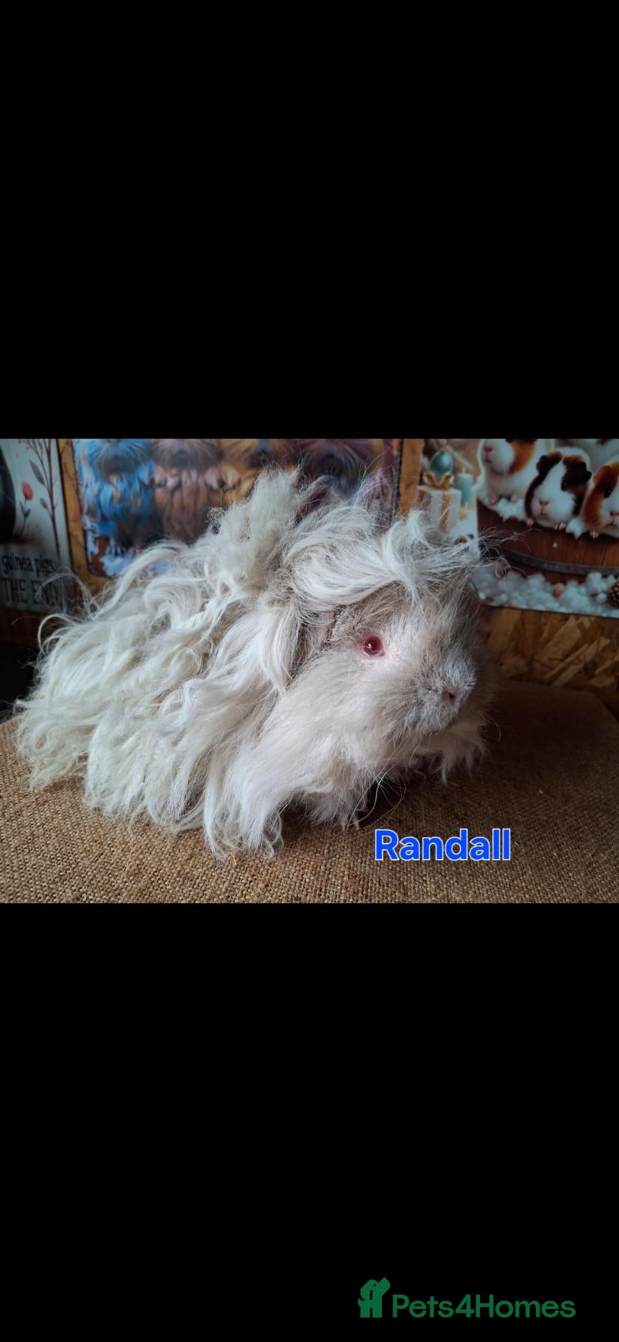 Guinea Pig rodents Lunkarya  - Advert 2