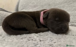 Bandog dogs for sale: 🐾 🌟 Premium multigen Bandogge Puppies🌟🐾 - Image 14