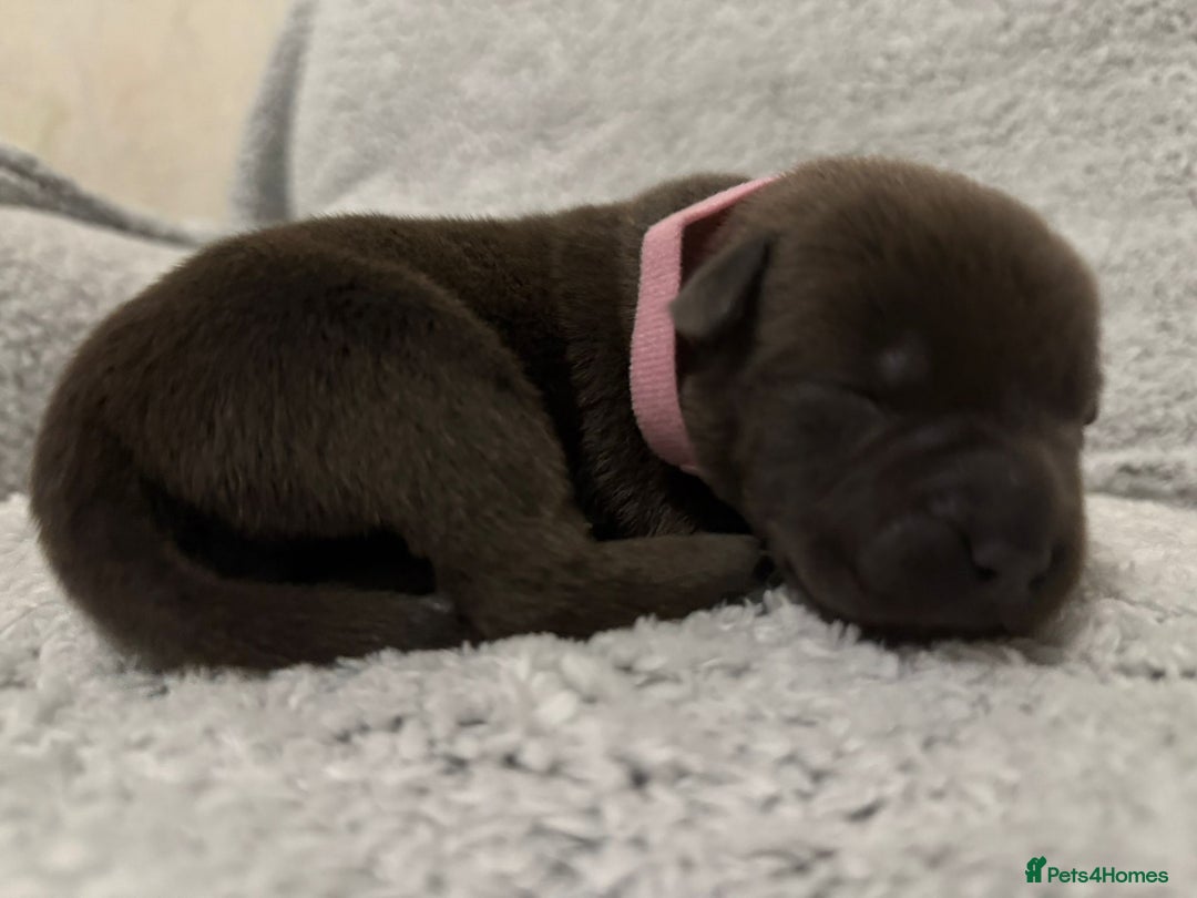 Bandog dogs for sale: 🐾 🌟 Premium multigen Bandogge Puppies🌟🐾 - Image 14