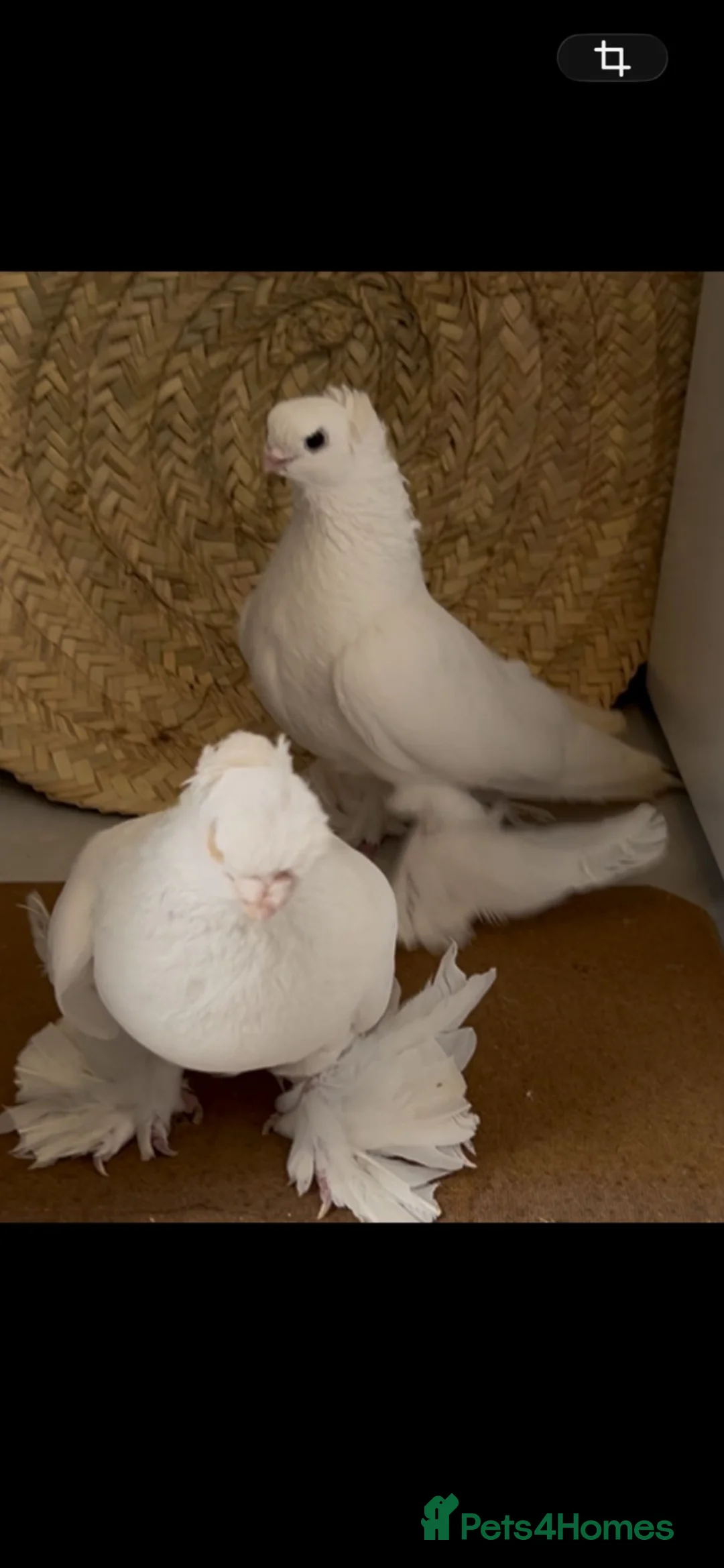 Pigeons birds for sale: UZBEK ORIGINAL and TURKISH PIGEON in Northolt - Advert 2