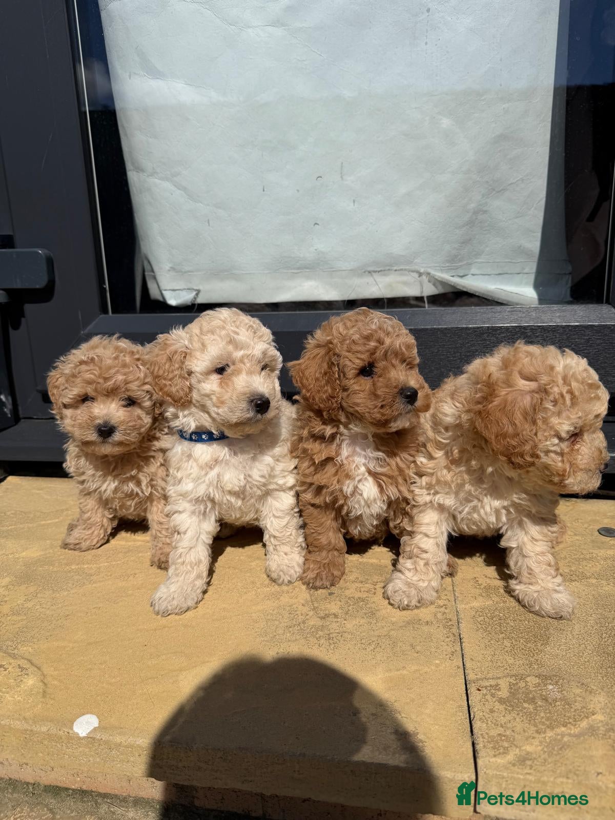 Poochon dogs for sale: Poochon - Advert 1