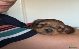 Dachshund dogs for sale: 2 American Red Long Haired Dachshund Puppies - Image 4